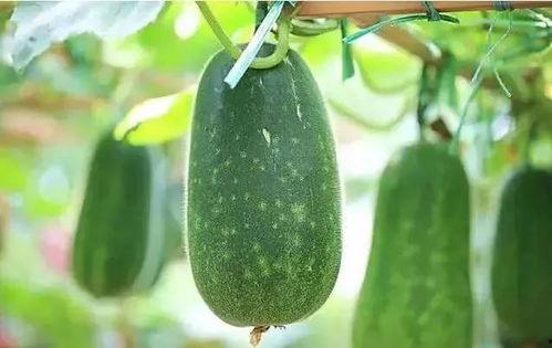 网络上说的吃瓜是什么