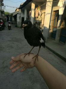 娱乐吃瓜小八哥是谁啊,网络红人的崛起之路